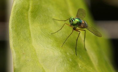 Long legged fly stand on green leaves, small green fly.