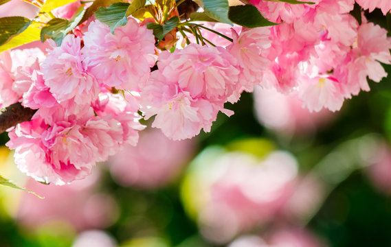 pink flowers of blossoming cherry on the branch