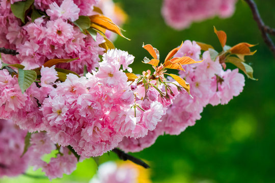 pink flowers of blossoming cherry on the branch. lovely nature scenery