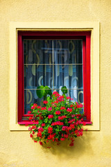 Fototapeta na wymiar beautiful red flowers on the wall