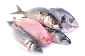 Sea fish on a white background