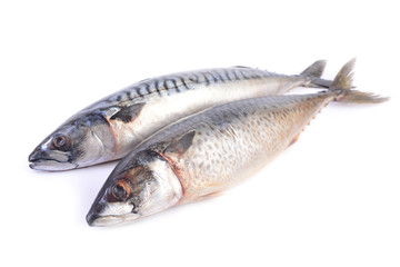 Mackerel isolated on white background