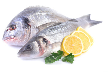 Sea fish on a white background