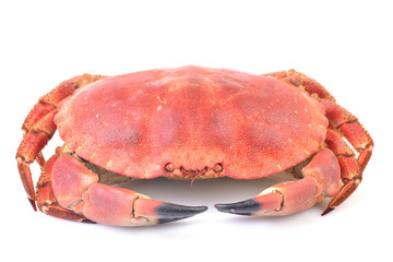 Crab on a white background
