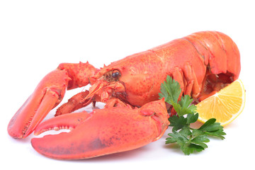 Lobster on a white background