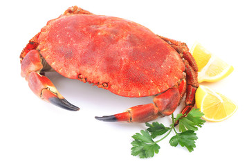 Crab on a white background