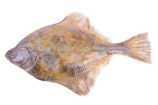 Halibut on white background