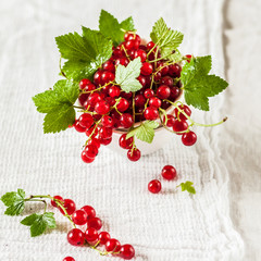 Red Currants over White Background