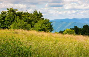 meadow with wild herbs on top of a hill in summer. beautiful nature scenery in mountains on a cloudy day