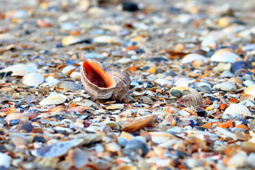 Close up sea shell on the sand at the beach by the sea - rapana venosa (rapa) - predatory sea...