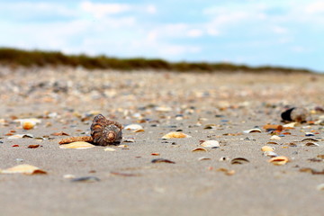 Close up sea shell on the sand at the beach by the sea - rapana venosa (rapa) - predatory sea snail, marine gastropod mollusk with spiral globular rounded and heavy shell