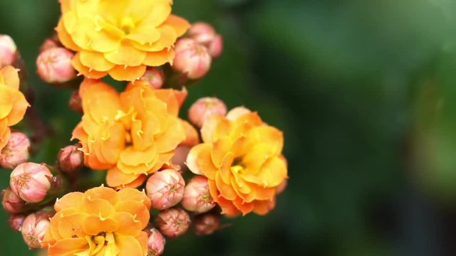 Garden Roses With Buds