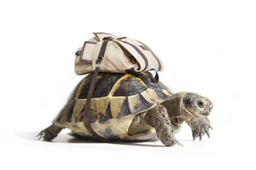 Turtle with backpack on a back. Isolated on white © Anton Sokolov