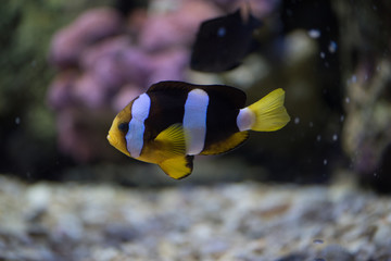 Fototapeta na wymiar different colorful fishes swimming in aquarium