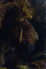 Red lionfish (Pterois volitans) behind the dusty glass in the oceanarium.
