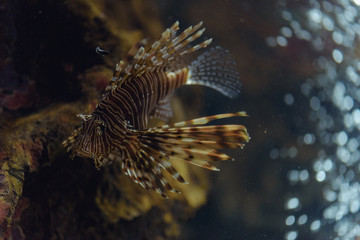 Red lionfish (Pterois volitans) behind the dusty glass in the oceanarium.