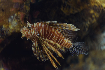 Red lionfish (Pterois volitans) behind the dusty glass in the oceanarium.