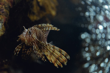 Red lionfish (Pterois volitans) behind the dusty glass in the oceanarium.