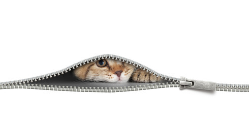 cat with zipper hole isolated on white