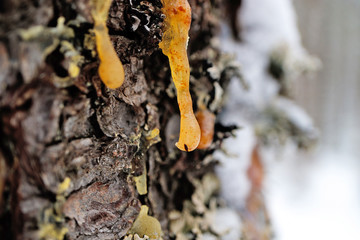drops of resin on a living tree in the forest, a backdrop of a wild forest
