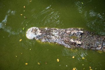 Crocodile (alligator-like reptile) on dark water surface.
