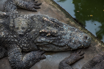 Crocodile in the zoo