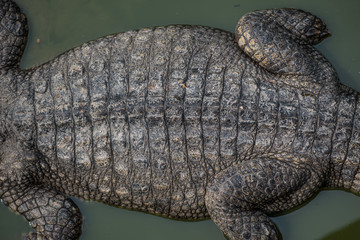 Close-up of Dark brown crocodile leather for background and texture