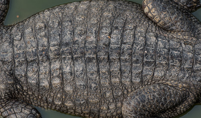 Close-up of Dark brown crocodile leather for background and texture