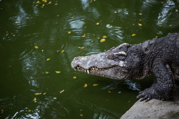 Crocodile (alligator-like reptile) on dark water surface.