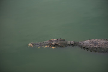 Crocodile (alligator-like reptile) on dark water surface.