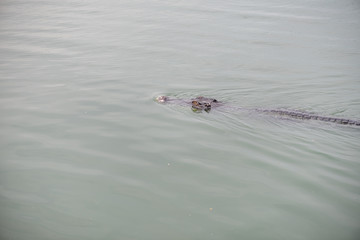 Crocodile (alligator-like reptile) on dark water surface.