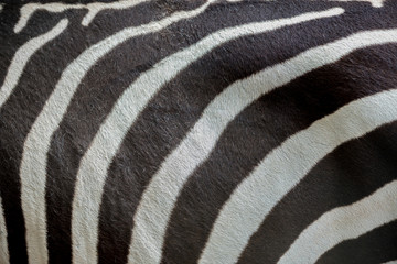 Fototapeta na wymiar Pattern and texture of leather zebra skin