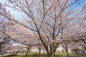 大島小松川公園　桜
