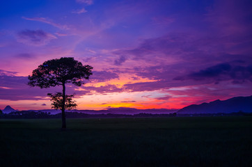 Fototapeta na wymiar Colorful sky sunset and a single tree