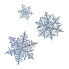 Three snowflakes isolated on white background. Macro photo of real snow crystals: big stellar...