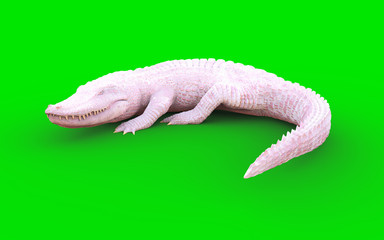 Fototapeta premium 3D ilustracja albinosa aligatora amerykańskiego na białym tle na zielonym tle, krokodyl amerykański