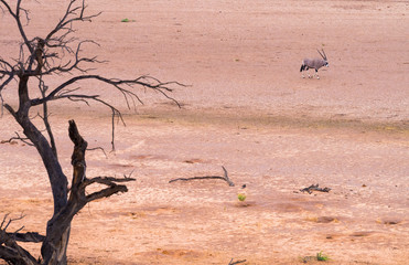 ein einzelner Oryx zieht durch das Auob Tal im  Kalahari Trans Frontier Park, Südafrika