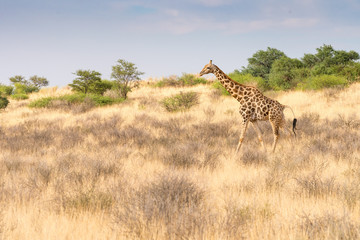 eine Giraffe schreitet durch die Savanne im Kalahari Transfrontier Park, Südafrika