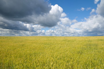 Summer landscape with field of grain and blue sky with clouds