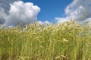 Ears of rye on a blue sky background with clouds