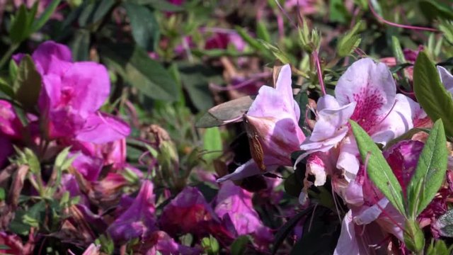 Slow Motion of insects pollinate. Bumblebee pollinating beautiful flowers. Close-up Bumble-Bee on blossom collects nectar. Amazing nature scene humble-bee with blooming in spring at Taipei. Taiwan-Dan