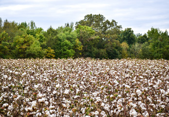 cotton field ready for harvest