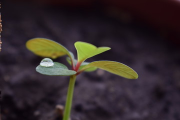 seedling
