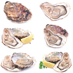 Fresh oysters with lemon on a white background