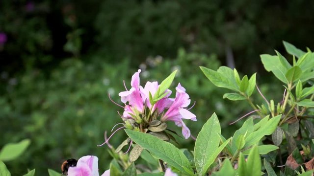 Slow Motion of insects pollinate. Bumblebee pollinating beautiful flowers. Close-up Bumble-Bee on blossom collects nectar. Amazing nature scene humble-bee with blooming in spring at Taipei. Taiwan-Dan