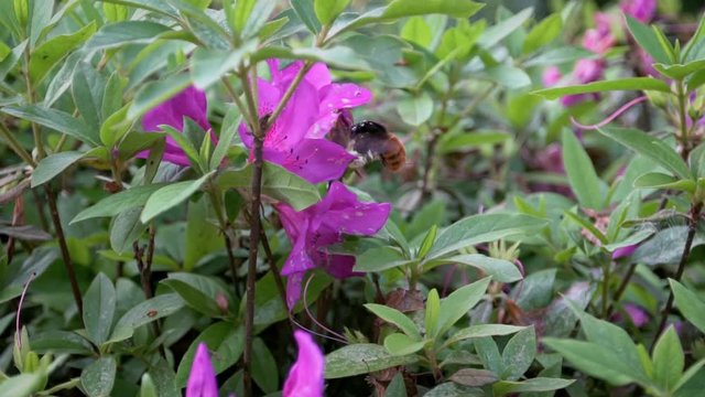 Slow Motion of insects pollinate. Bumblebee pollinating beautiful flowers. Close-up Bumble-Bee on blossom collects nectar. Amazing nature scene humble-bee with blooming in spring at Taipei. Taiwan-Dan