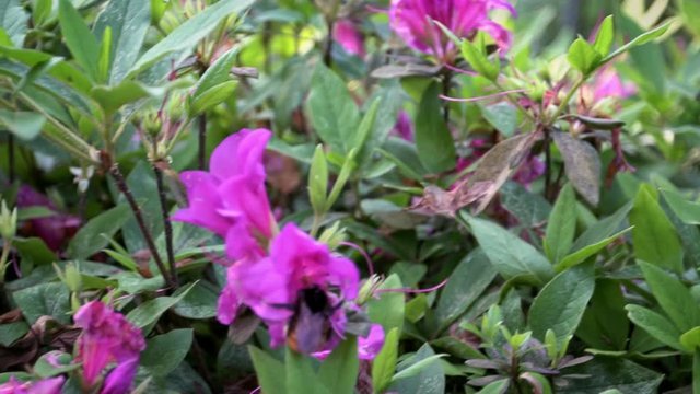 Slow Motion of insects pollinate. Bumblebee pollinating beautiful flowers. Close-up Bumble-Bee on blossom collects nectar. Amazing nature scene humble-bee with blooming in spring at Taipei. Taiwan-Dan
