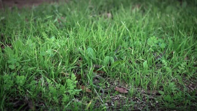 Slow Motion of Smooth snake in grass slithering. Coronella Austria is a non-venomous colubrid species found in Europe. Exploring the forest floor in natural environment-Dan