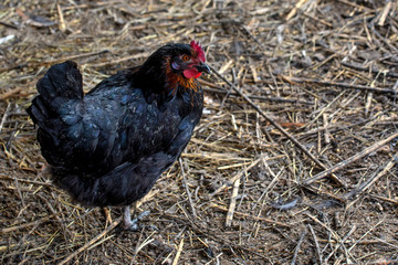 Black chicken outside close