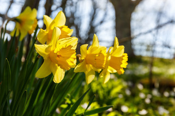 Daffodils flowers in bloom at spring